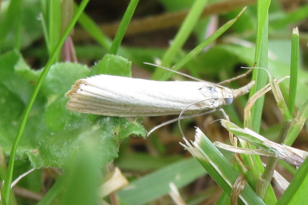 sod webworm grass damage