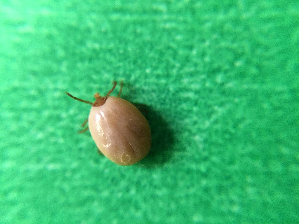blacklegged deer tick