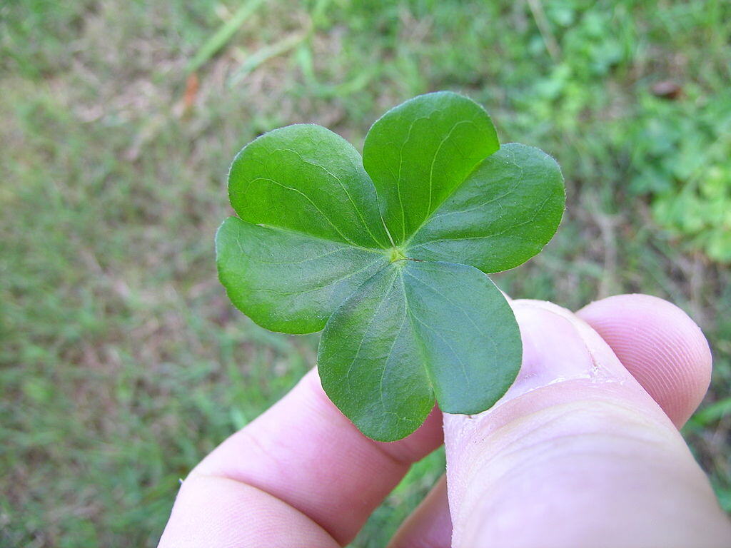 oxalis leaf