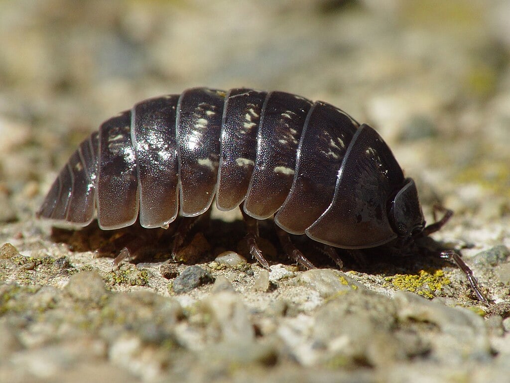 pillbug