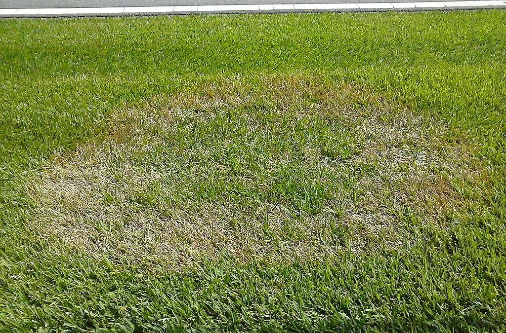 Brown Patch lawn disease