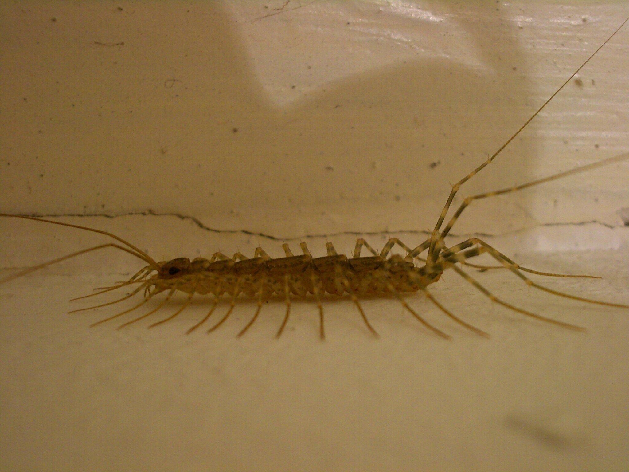 a moisture bug crawling through a bathroom