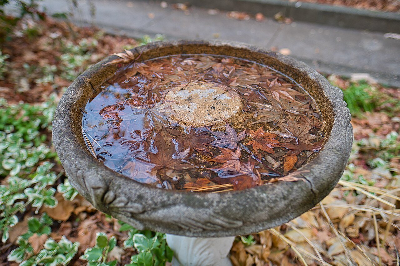 CC - Bird Bath