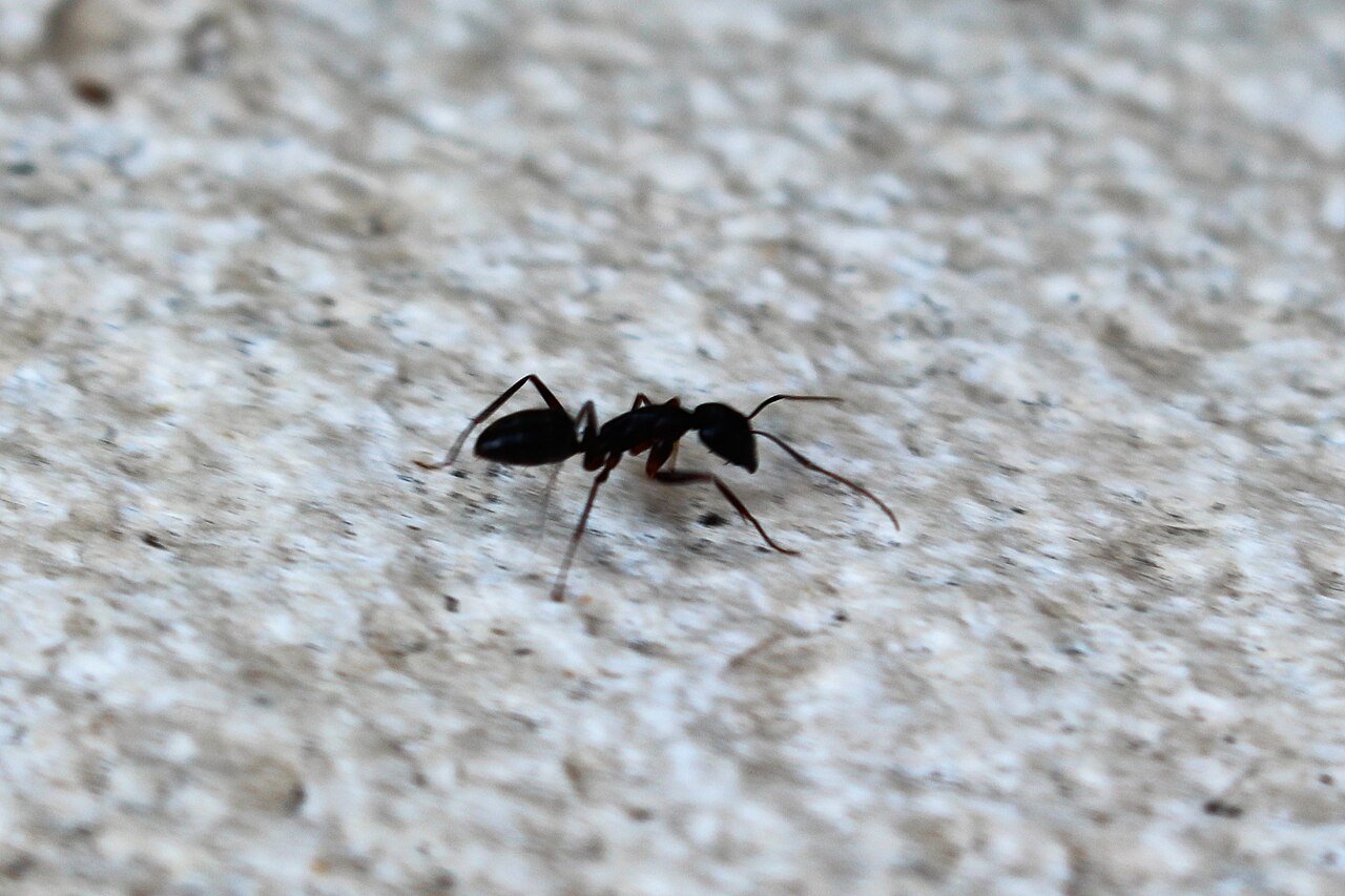 black ants tend to be small and minor nuisances