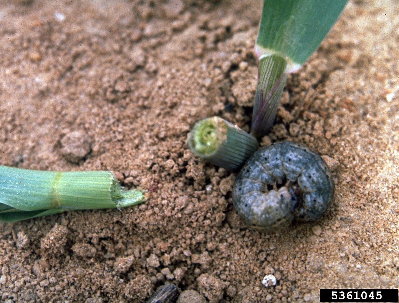 Black Cutworm damage