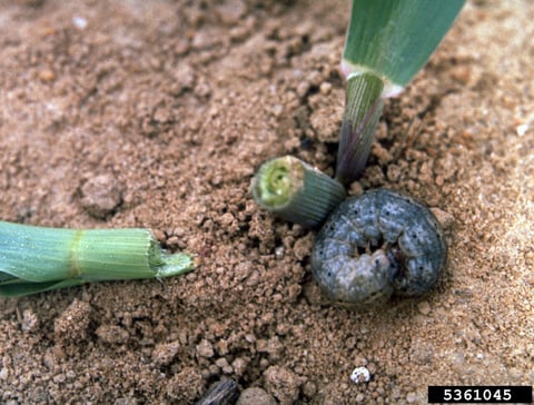 black cutworm lawn damage