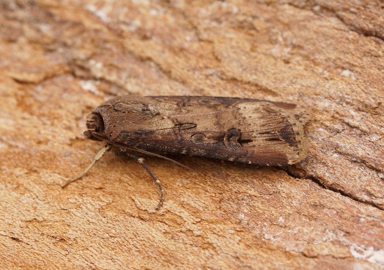 Black Cutworm Moth