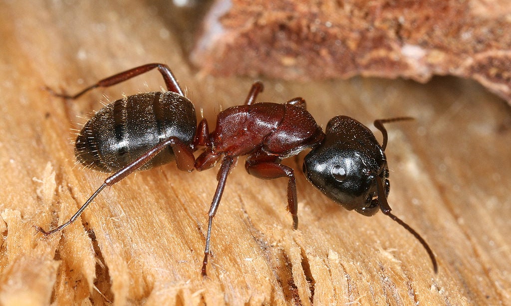 carpenter ants are larger than most black ants