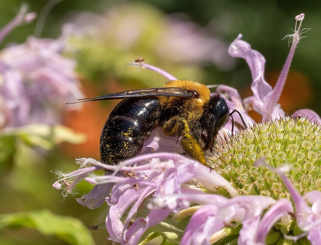 a carpenter bee getting pollen from a flower