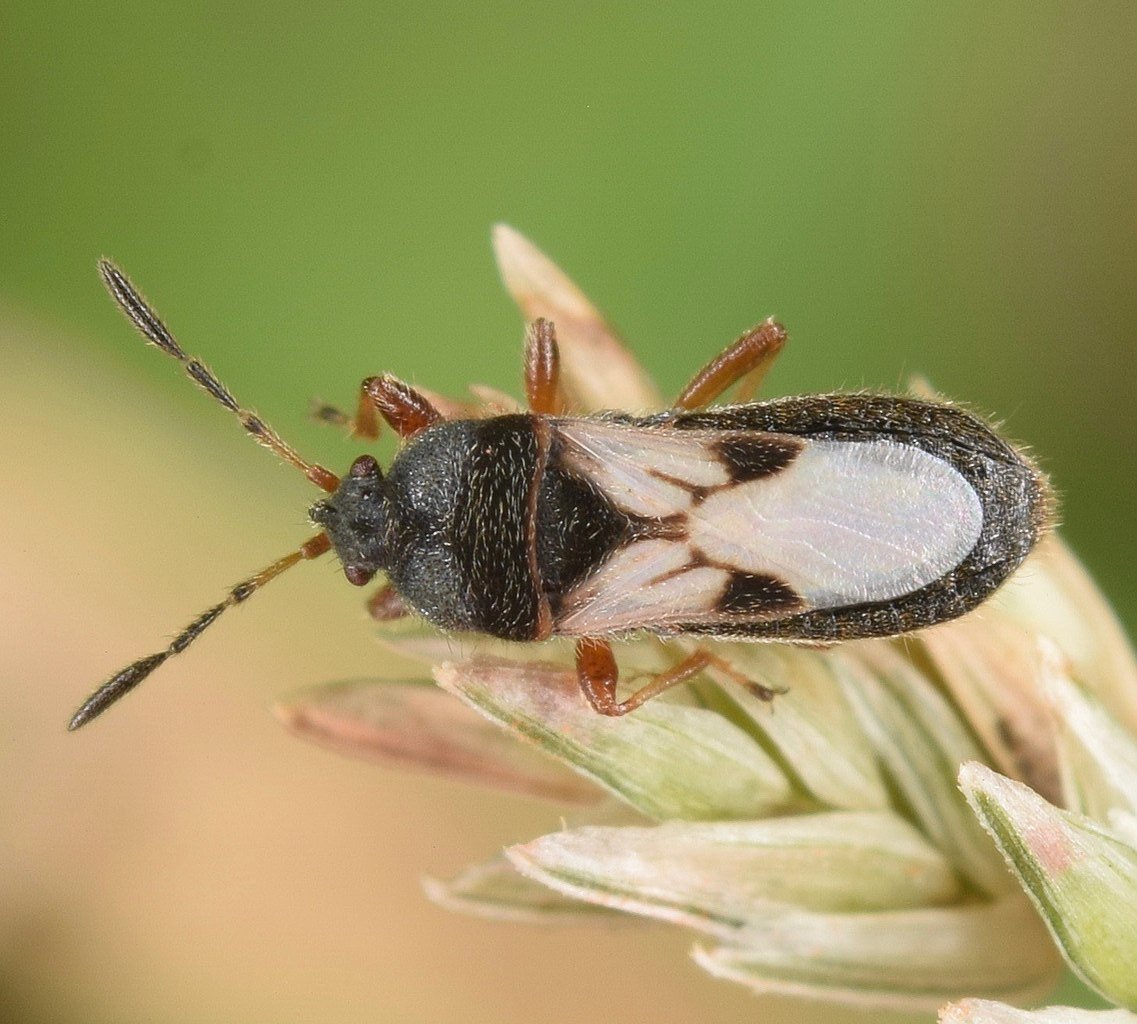 hairy chinch bugs are the most common in New England