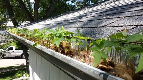 CC - Clogged Gutter