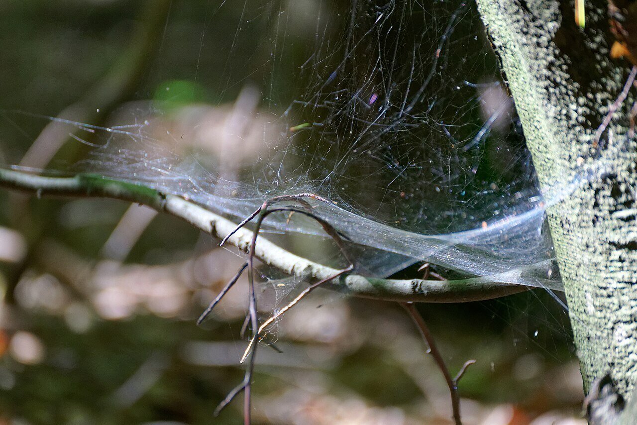 cobwebs are spider webs that have been abandoned
