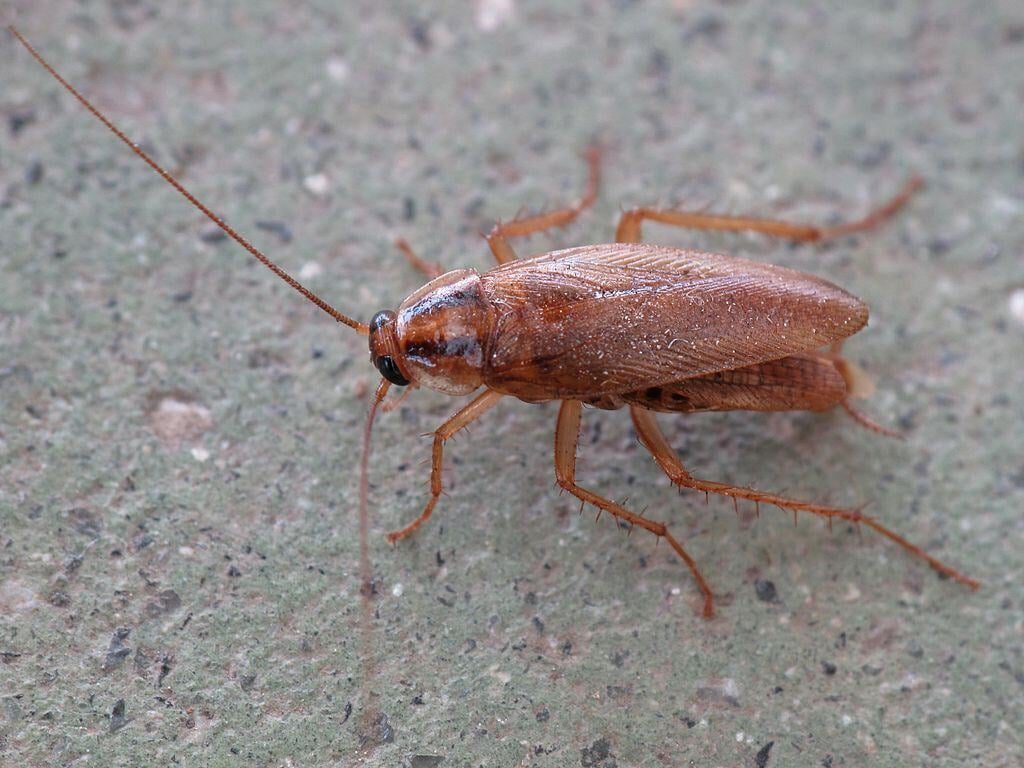 cockroach crawling