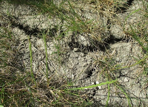 cracked soil can be a sign of a drought stressed lawn