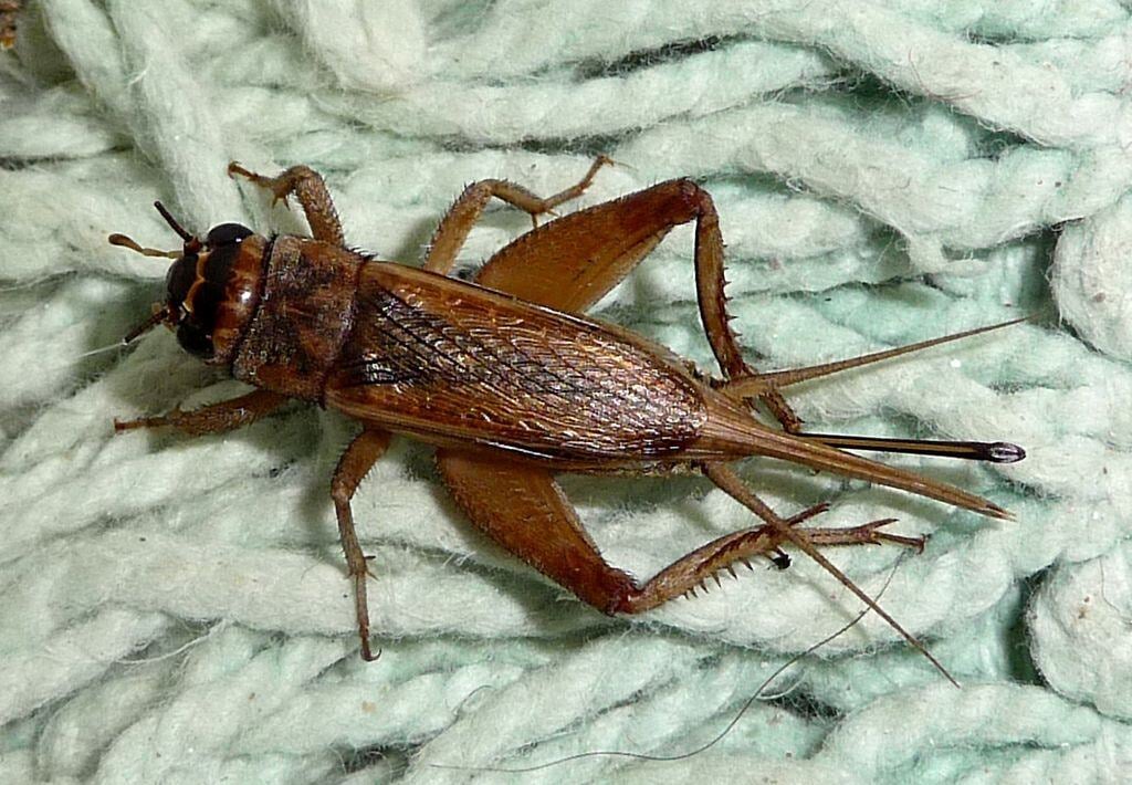 example of what a cricket looks like