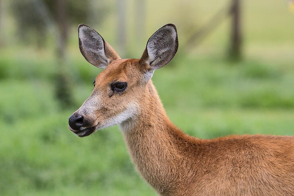 critters like deer can carry ticks into your yard