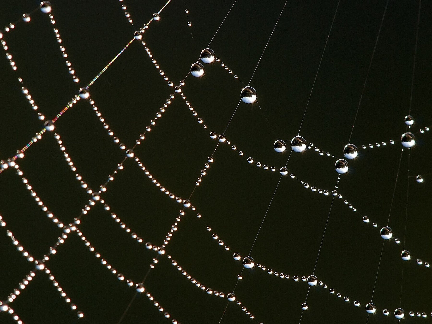 spider web capturing drops of dew