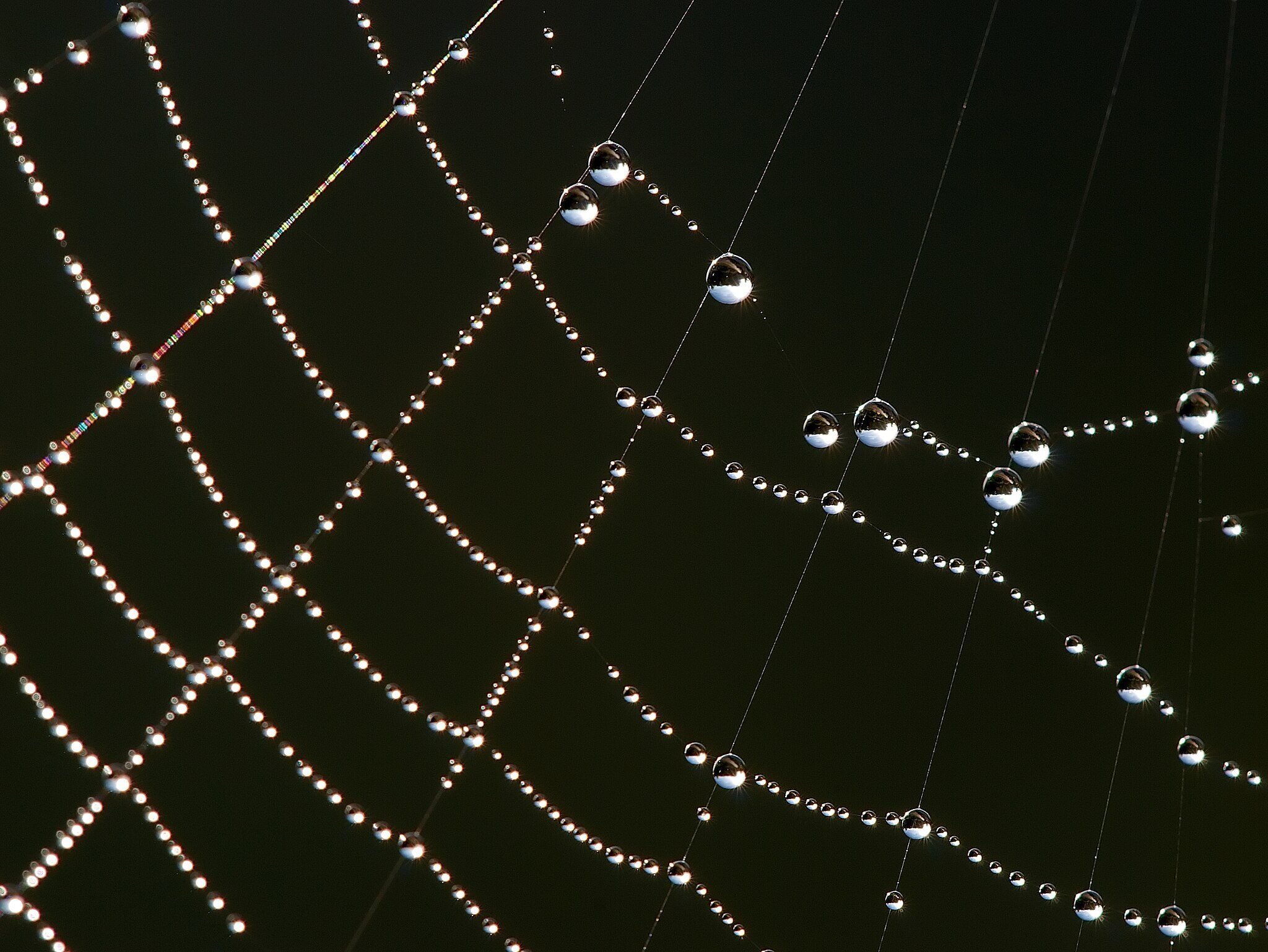 spider web with condensation on its strands