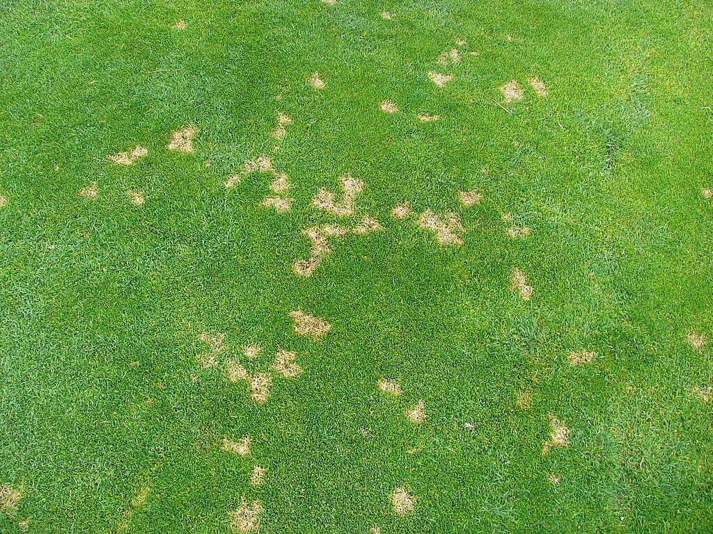 dollar spot disease
