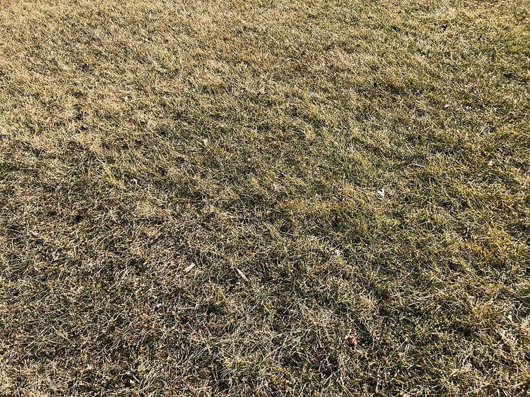 dormant grass in winter