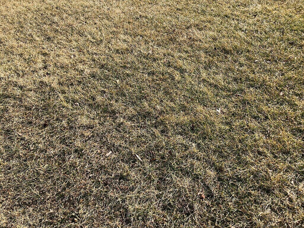 grass goes dormant in the winter time