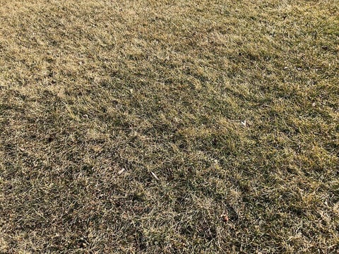 dormant grass in winter