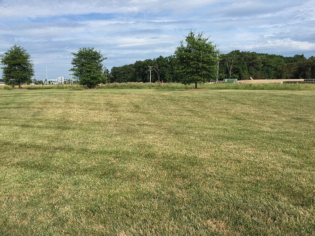 a drought stressed lawn begins to have its color dull