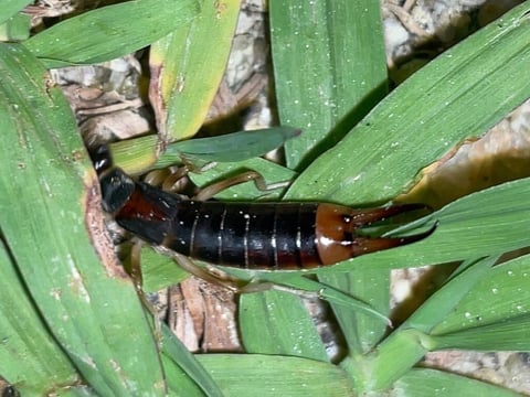earwigs or pincher bugs are creepy