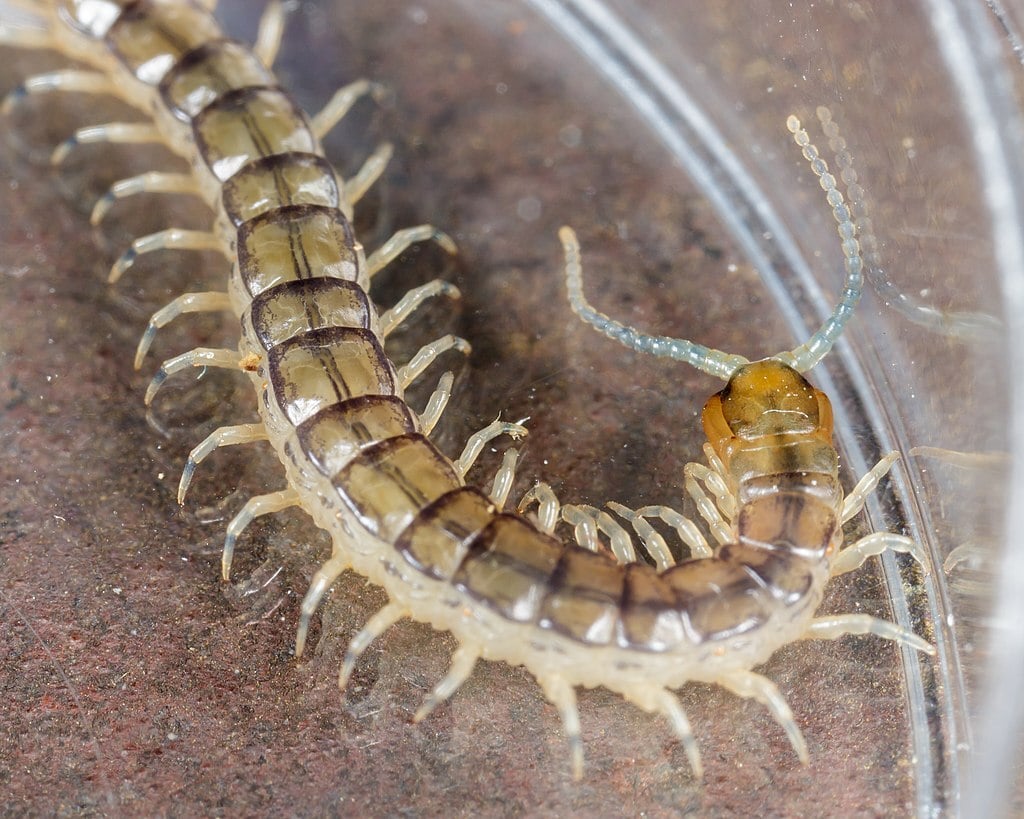 Eastern Bark Centipede