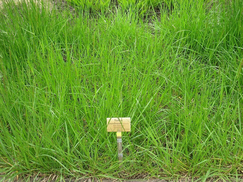 Fescue Grass