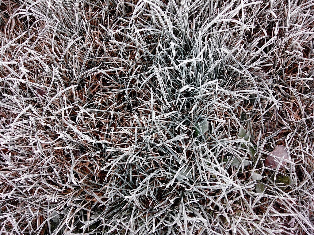 frozen grass becomes brittle