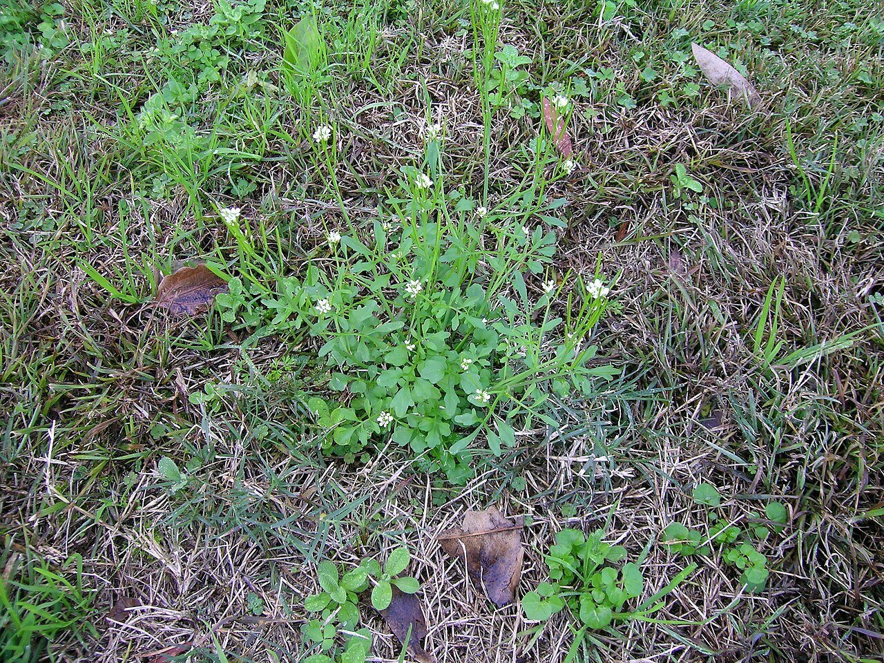 Hairy Bittercress in grass
