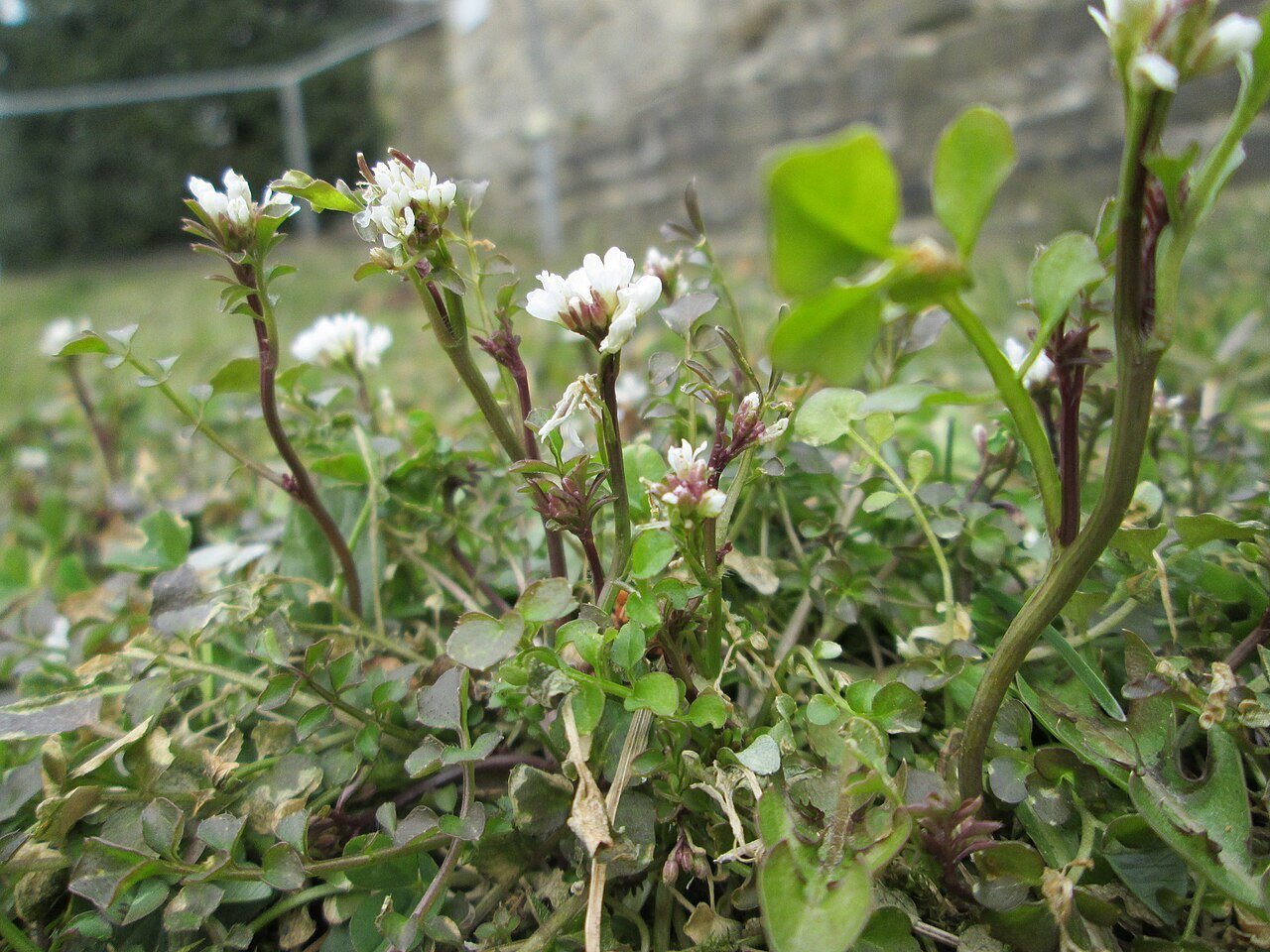 Hairy Bittercress Flowering