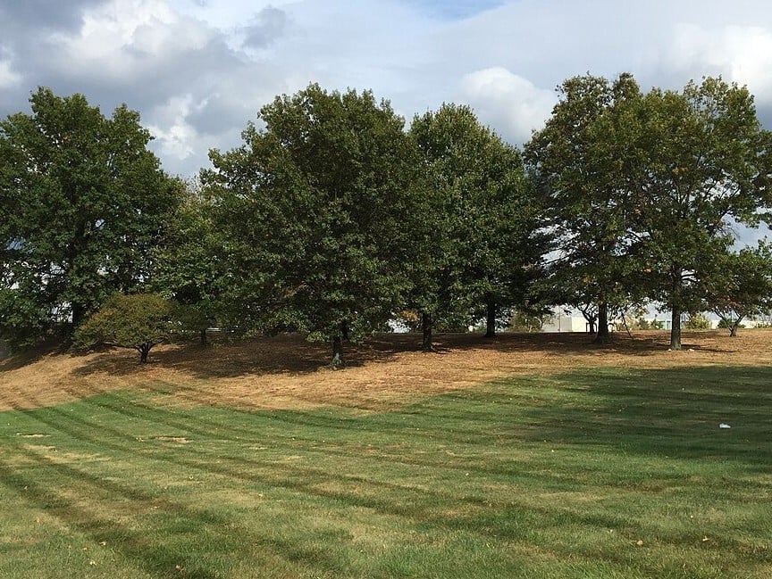 a heat stressed lawn that has turned straw tan