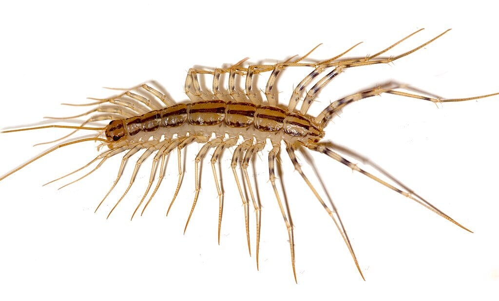 House Centipedes are most common in New England