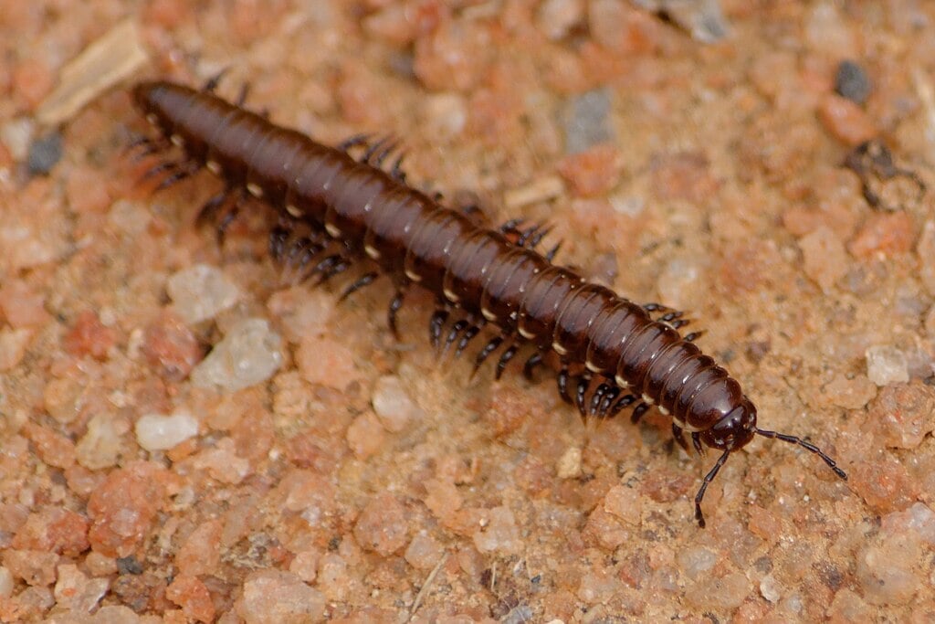 millipede in small rocks