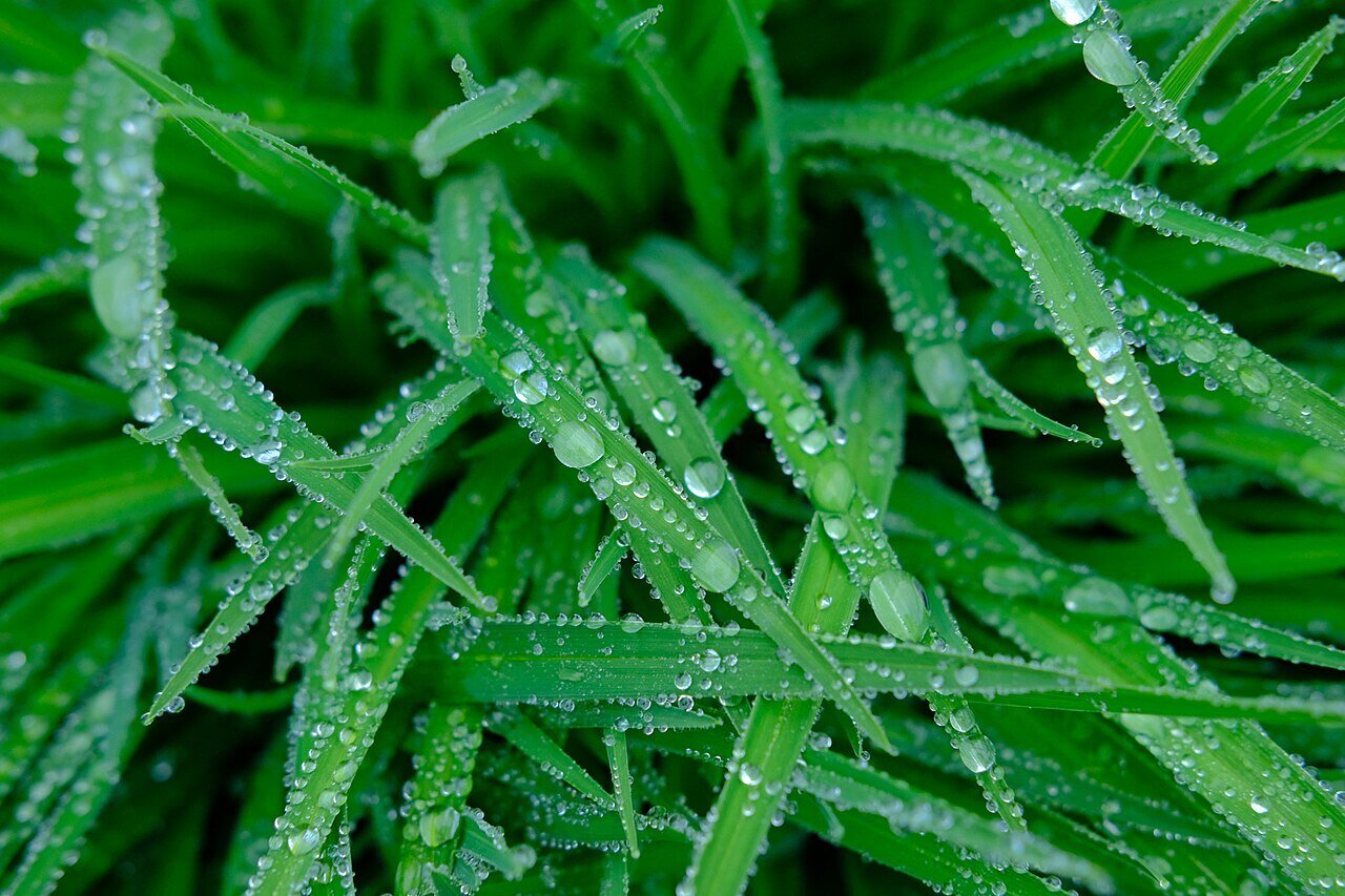 wet conditions foster lawn disease growth