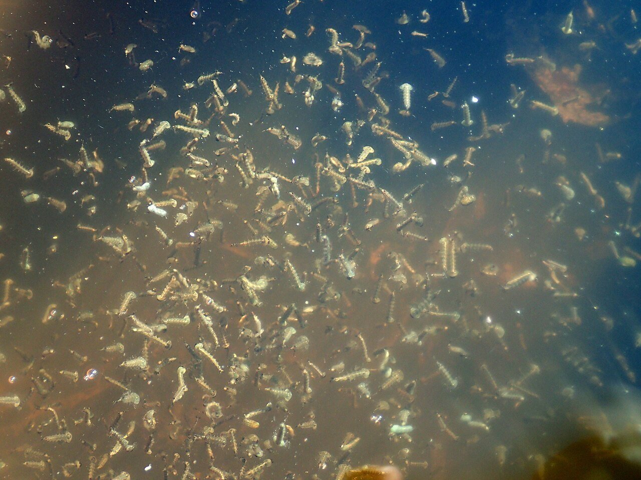 CC - Mosquito Larvae