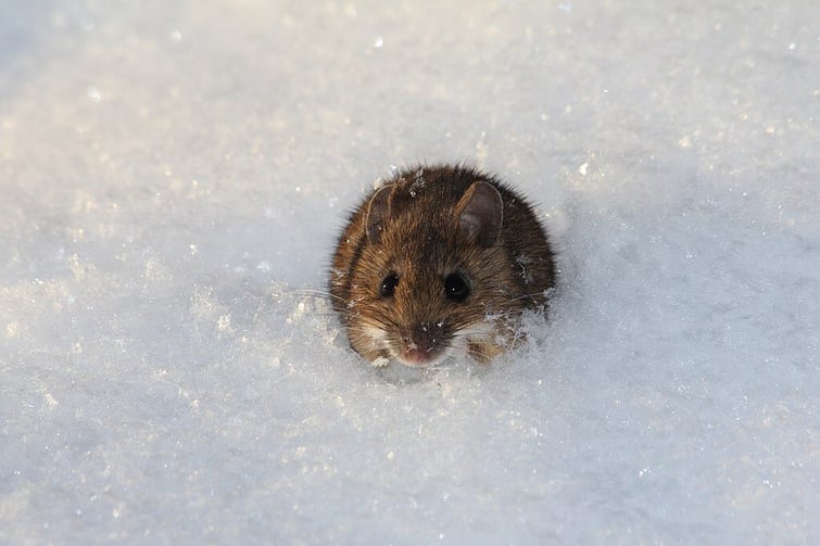 mouse outside in the snow