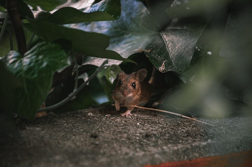 mouse hiding in plants