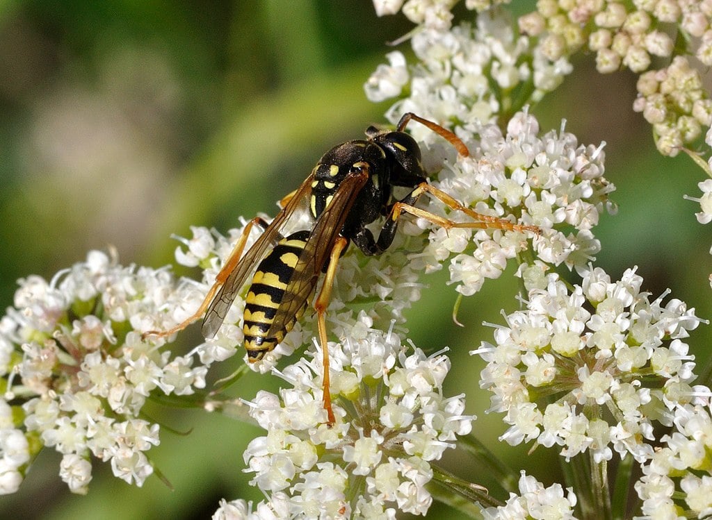 a paper wasp on blooming flowers