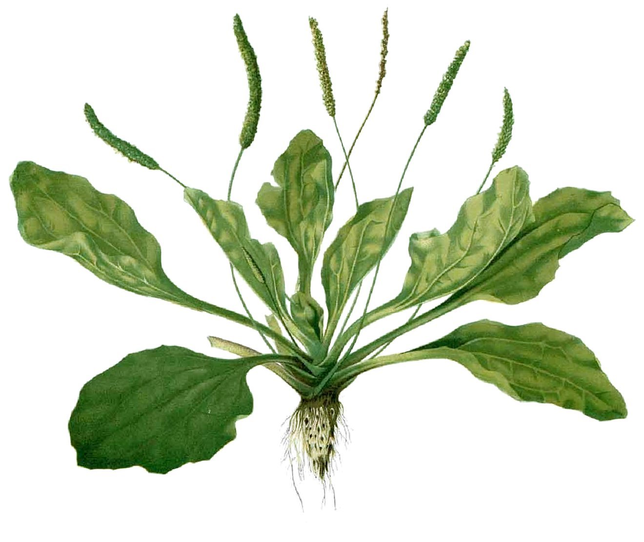a drawing of the common New England weed broadleaf plantain, or plantago major