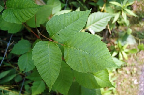 poison ivy plant