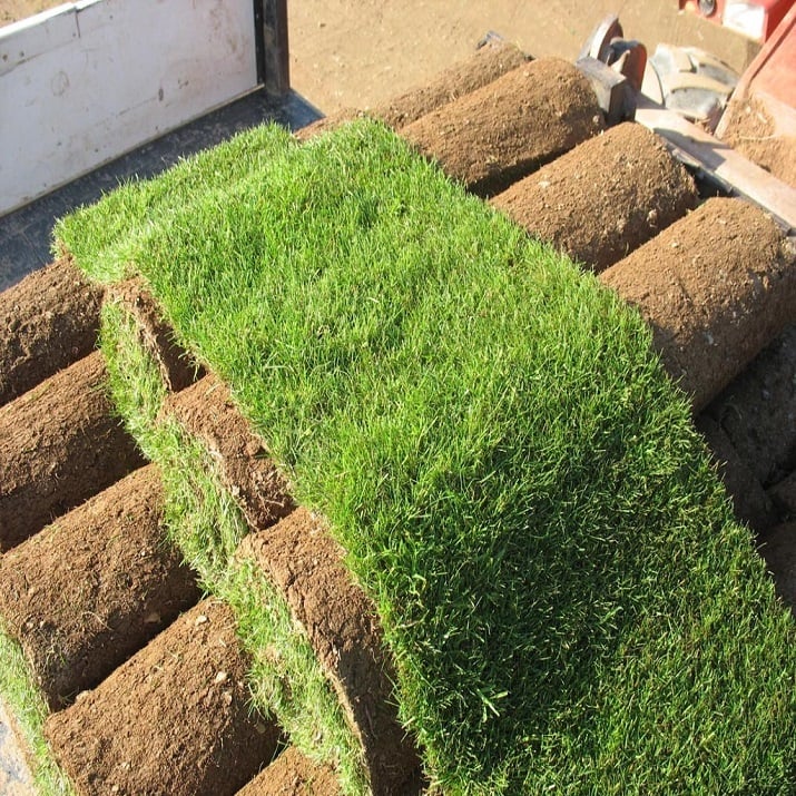 a roll of sod spread out on top of other sod rolls