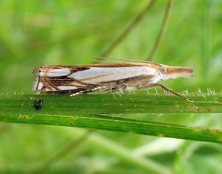 mature sod webworm moth