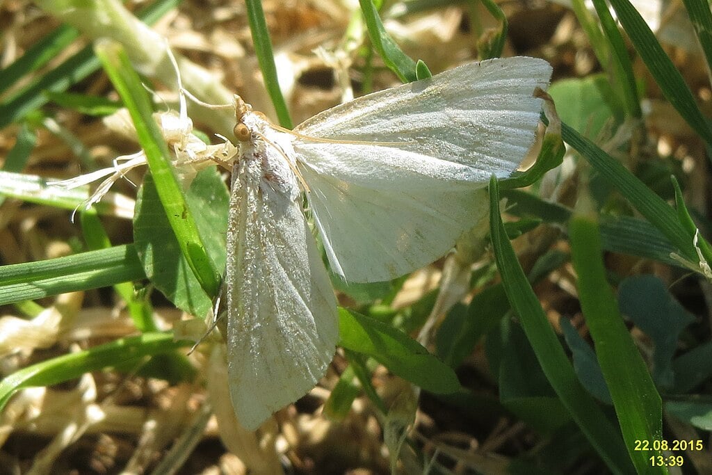 white moth in lawn