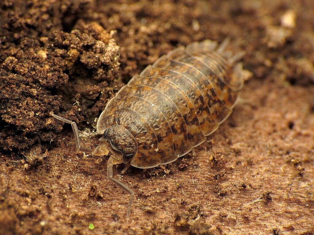 sowbug, otherwise known as a woodlouse