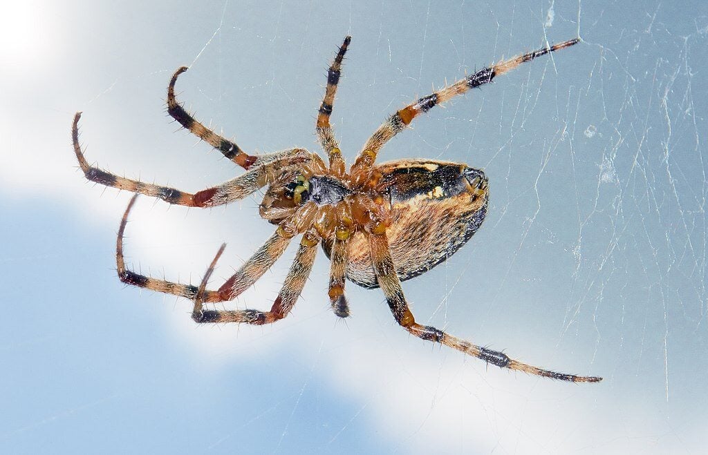 spider in its web