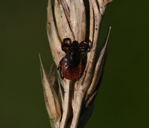 tick hiding on a seed head