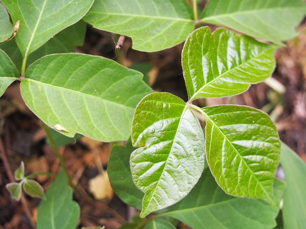 glossy poison ivy leaves
